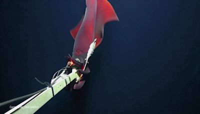 Captan un calamar gigante bioluminiscente de aguas profundas: ''Es de las mejores imágenes''
