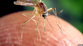Mosquito pool in Travis County tests positive for West Nile Virus