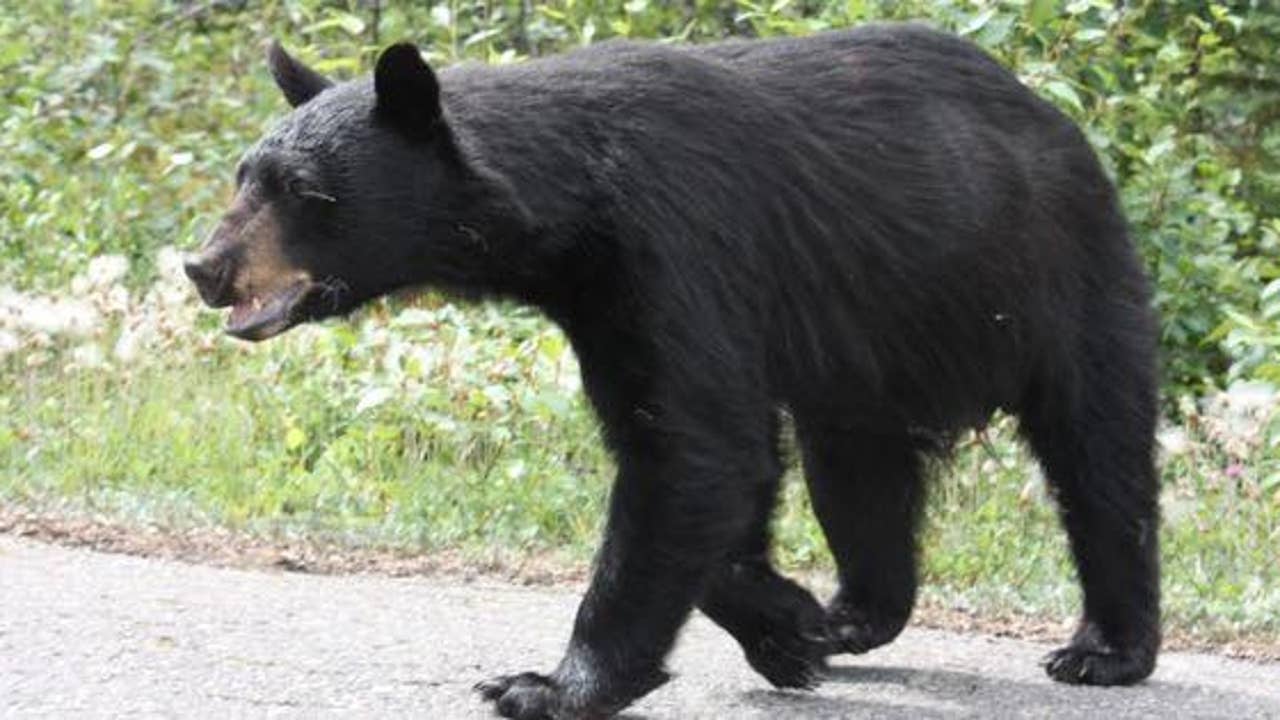 Bear killed in crash after multiple sightings around Delaware: police