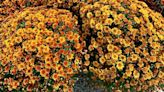 These Fall Flowers Will Add Pops of Color to Your Garden
