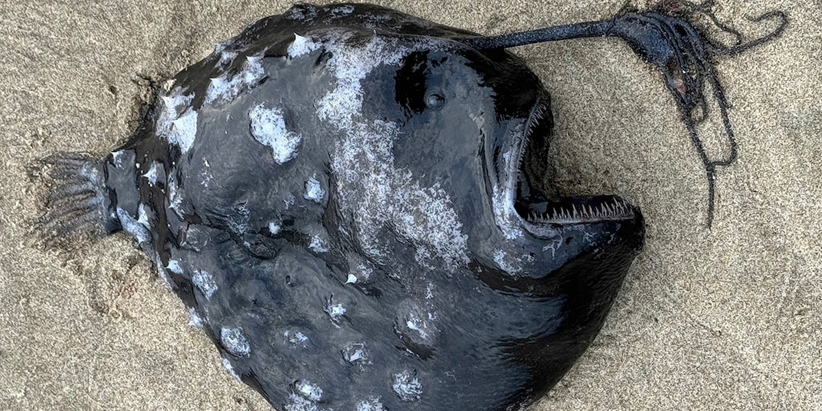 Rare deep-sea angler fish found near Cannon Beach