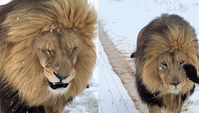 Snow Much Fun! Rare Snowstorm Hits South Africa, Viral Video Shows Lions Frolicking In Frosty Wonderland