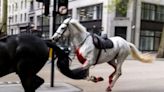 Major update on Cavalry Horses injured after horror London rampage