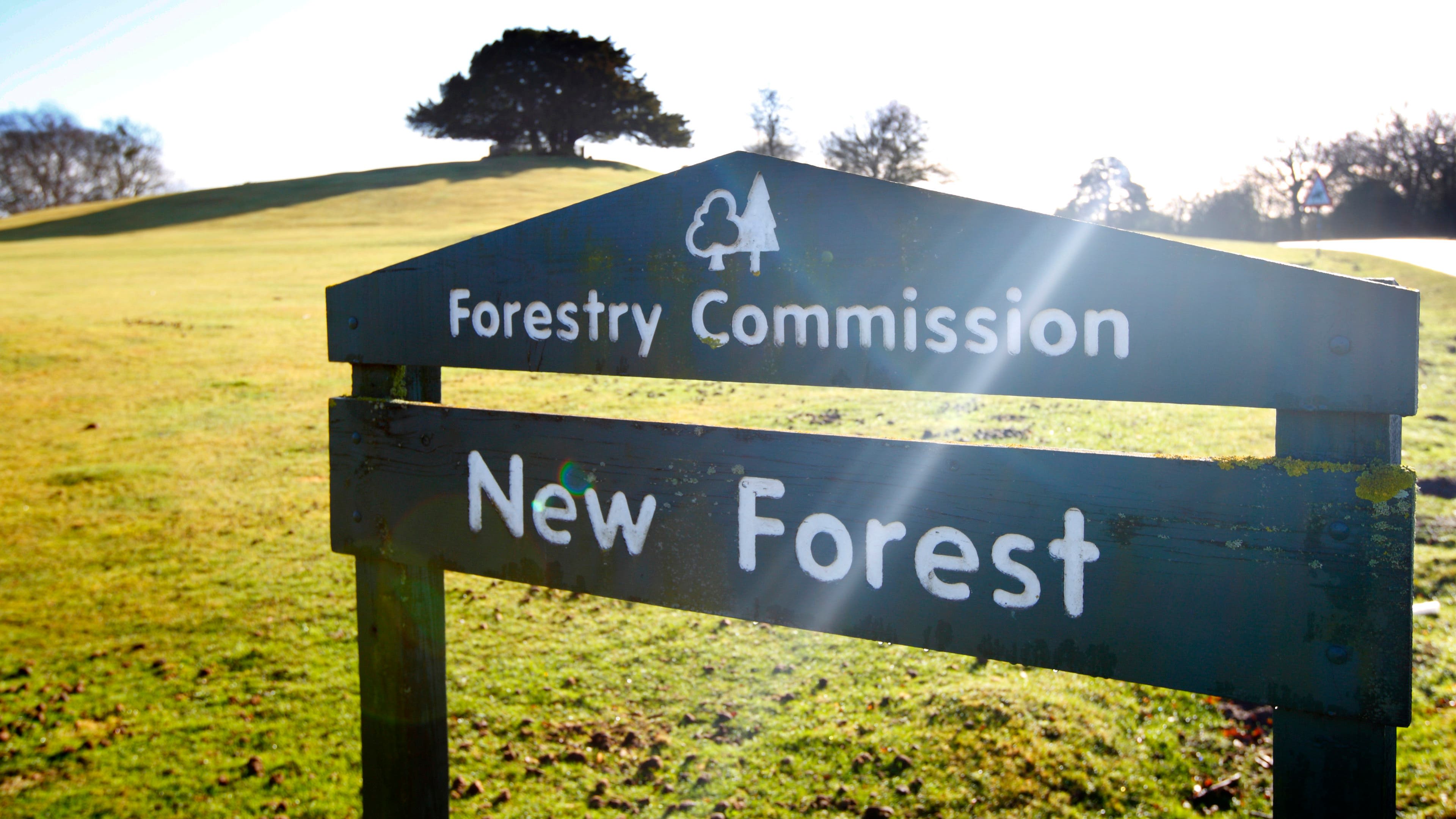 Severed deer head placed on New Forest memorial stone in latest ‘occult’ attack