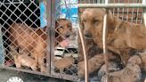 Rescue Group Working to Save Dozens of Golden Retrievers and Corgis from Slaughter in China