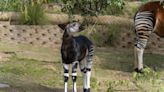 Watch: San Diego Zoo Safari Park welcomes birth of okapi calf