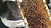 La Nación / Apicultura: trabajo “silencioso” de abejas aporta al PIB cerca de USD 15 millones anuales