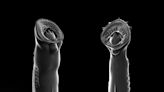 Unprecedented Biting Strength in Jurassic Lampreys Points to Flesh-Eating Past
