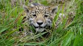 Santuario de jaguares mexicano se prepara para devolver crías a la naturaleza