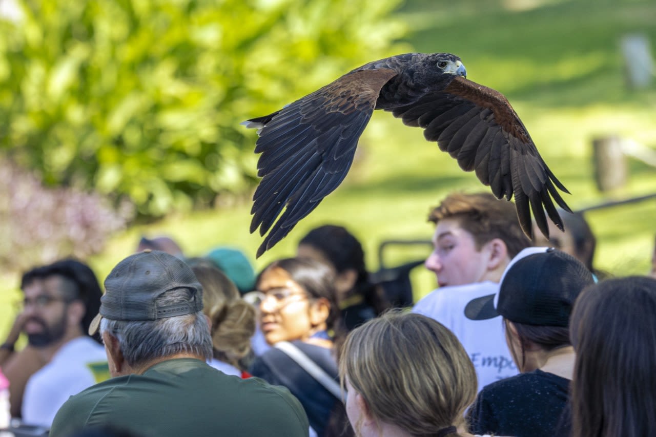 Help the Fresno Chaffee Zoo find their Harris’s hawk, Ripley