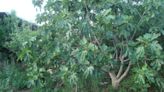 Matthew Stevens: Proper site selection, light pruning help fig trees thrive