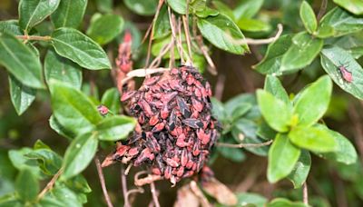 Garden Q&A: What kind of bugs are these?