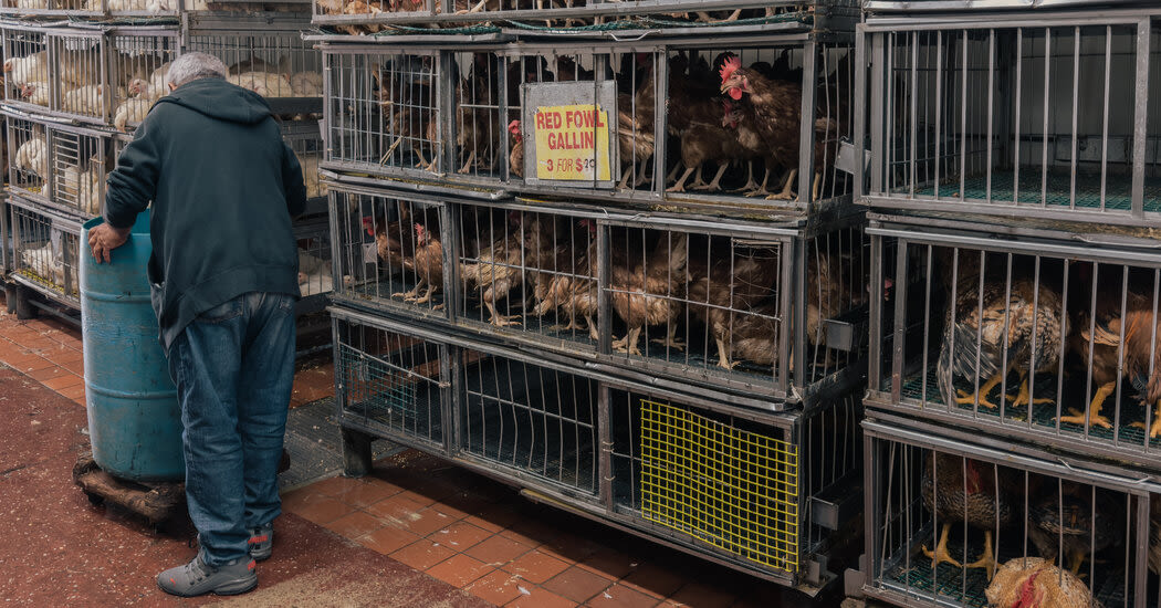 Bird Flu Has Already Appeared in These New York Markets. What’s Next?