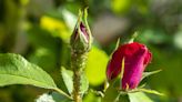 How to Get Rid of Aphids on Roses for Healthier, Longer-Lasting Plants