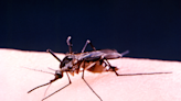 West Nile virus detected in North Kingstown; state officials on alert for mosquito-borne diseases