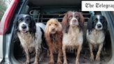 Ask the Expert: Which quirky, stylish runaround is best for two muddy dogs?