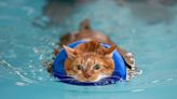 Evansville's Internet-famous fat cat continues to drop pounds in the swimming pool