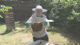 Beekeeper, 82, loses 500,000 bees after vandals attack hive