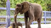 Meet Corra, the newest elephant born at Disney’s Animal Kingdom