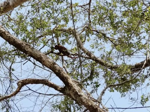 La tragedia de los animales en Colombia: cuestionan a la Ungrd por retrasos en protocolos de atención