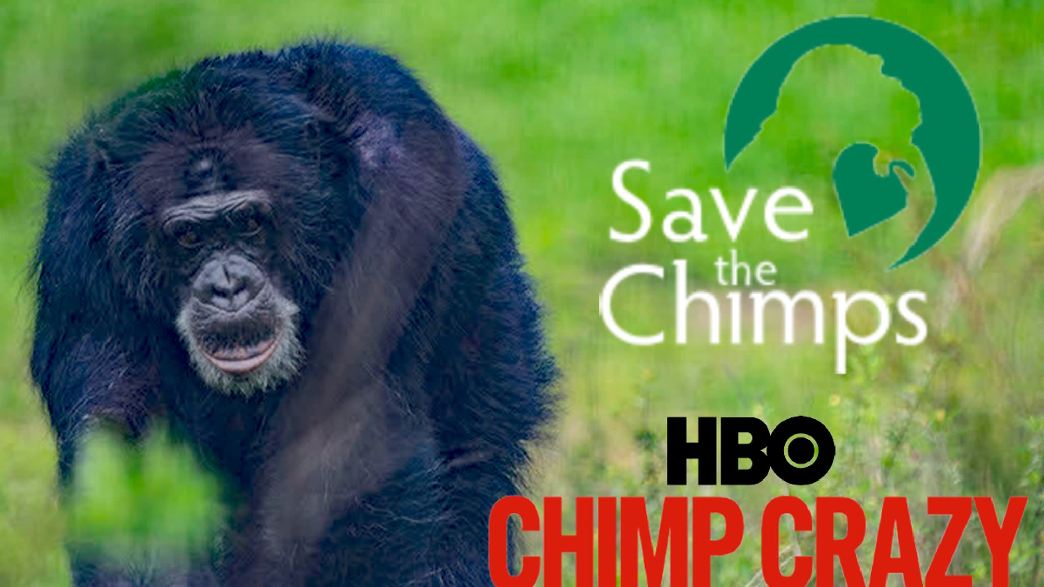 'Chimp Crazy' Swings Big Donations for Tonka's Sanctuary