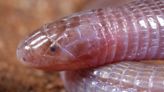 These 'Dune'-like worms are tiny but act more like snakes. Here's what UT researchers found