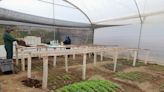Implementan semilleros de hortalizas para beneficiar a productores en Taday, Cañar