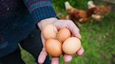 How free-range eggs became the norm in supermarkets – and sold customers a lie