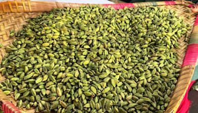 Uncertainty looms over cardamom auction in Idukki