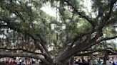 A historic banyan tree burned in Maui's wildfires still stands, but can it survive?