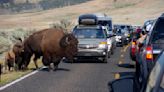 Yellowstone bison gores 83-year-old tourist while ‘defending its space,’ park says