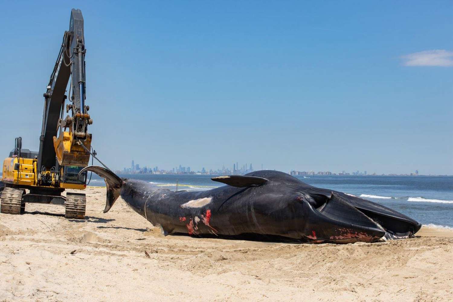 44-Foot Endangered Whale Found Dead on Cruise Ship's Bow as It Arrives in New York City