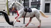 2 military horses that broke free and ran loose across London are in serious condition