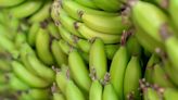 Starchy green bananas ‘prevent cancers’ in people with hereditary risk – study