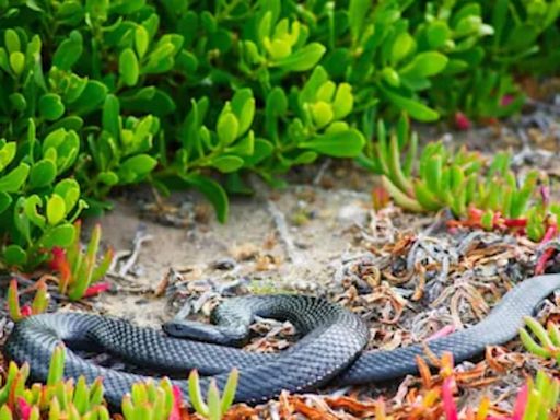 Inside Brazil's Ilha da Queimada Grande Where Snakes Rule - News18