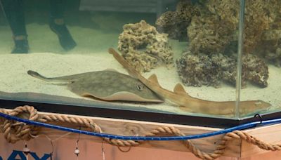 Stingray that got pregnant despite no male companion has died, North Carolina aquarium says