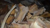Siberian cave filled with mammoth, rhino and bear bones is ancient hyena lair
