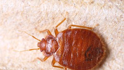 Bed bug season is here; here's how to avoid unwanted bloodsucking houseguests this summer