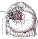 Celiac artery