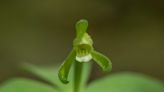 A mysterious rare orchid makes its home in New Hampshire’s forests