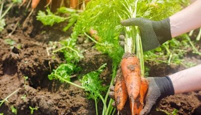 Preço da terra duplica no mundo e ameaça clima e produção de alimentos, alertam especialistas - AMAZÔNIA BRASIL RÁDIO WEB