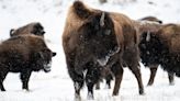 Mujer de 83 años sufre graves lesiones tras corneada de bisonte en Yellowstone
