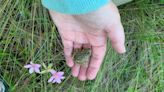 Aquarium releases hundreds of spotted frogs into North Carolina wild. Here’s why