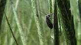 University of Wyoming Extension releases publication on black grass bugs