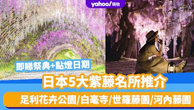 日本旅遊｜5大紫藤名所推介！足利花卉公園/白毫寺/世羅藤園/河內藤園｜附祭典+點燈日期