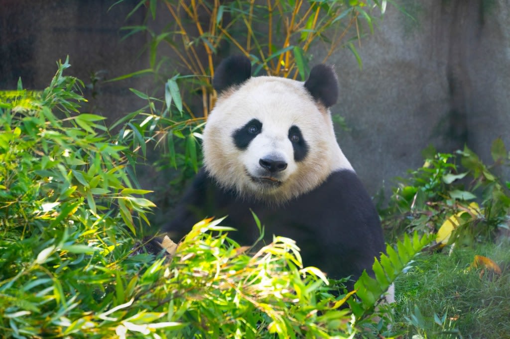 Panda fans, rejoice: San Diego Zoo’s Yuan Chuan and Xin Bao go on public view Thursday