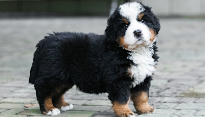 Bernese Mountain Puppy's Frustration Over Using 'Go Outside' Button Is Precious