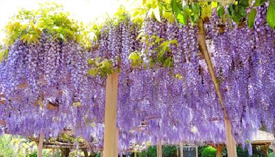 宮城縣金蛇水神社 牡丹和紫藤花開正美 | 蕃新聞