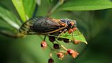 Apocalipsis de cigarras: cómo prepararte para los miles de millones de estos insectos que emergerán en 2024