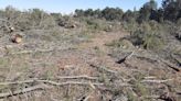La Plataforma 'Cega el río que nos une' pide la paralización de la tala de pinos en Gomezserracín